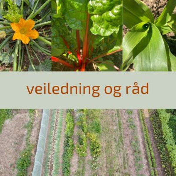 veiledning og råd, blogg